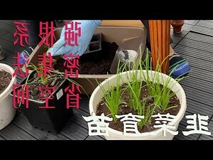 韭菜怎麼種