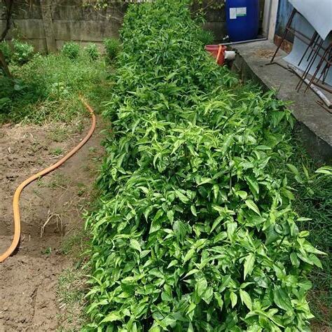 憂遁草好轉反應
