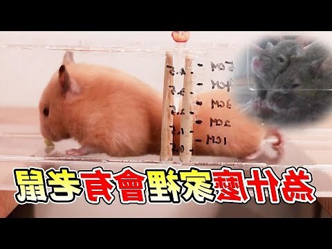 老鼠能鑽多小的洞