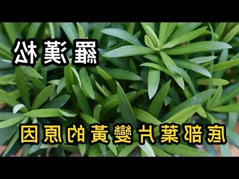 羅漢松病害