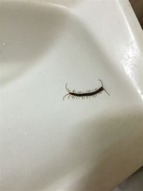 屋企有蜈蚣