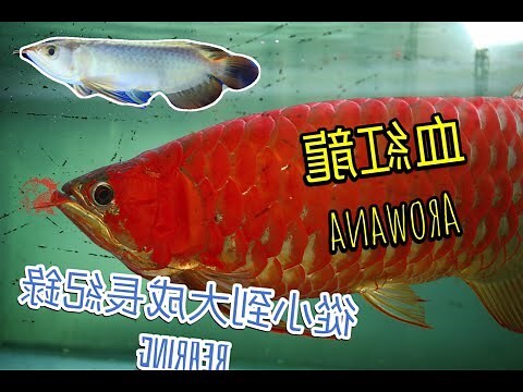 血紅龍魚價格