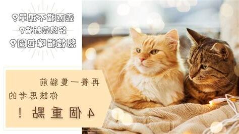 養一隻貓還是兩隻
