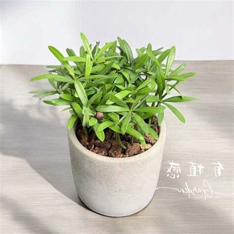 羅漢松可以放室內嗎