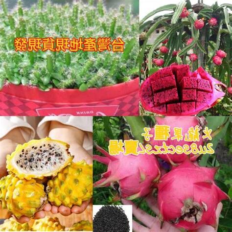 火龍果種子種植