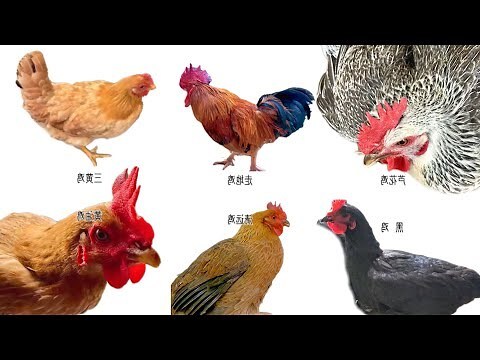 雞屬性