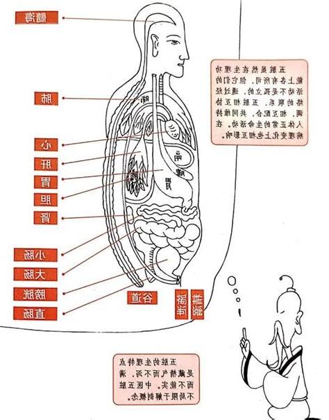 五臟六腑位置圖