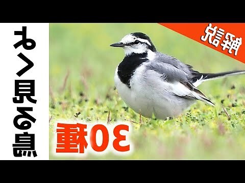 鳥類種類