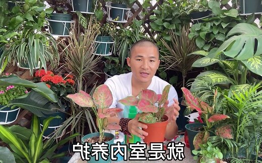 如意皇后怎么养