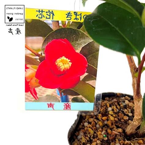木椿意思