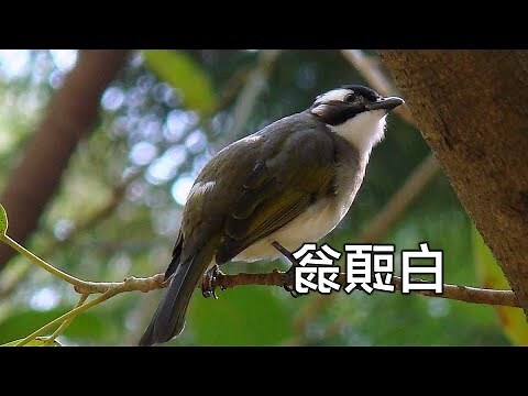 白頭翁預兆