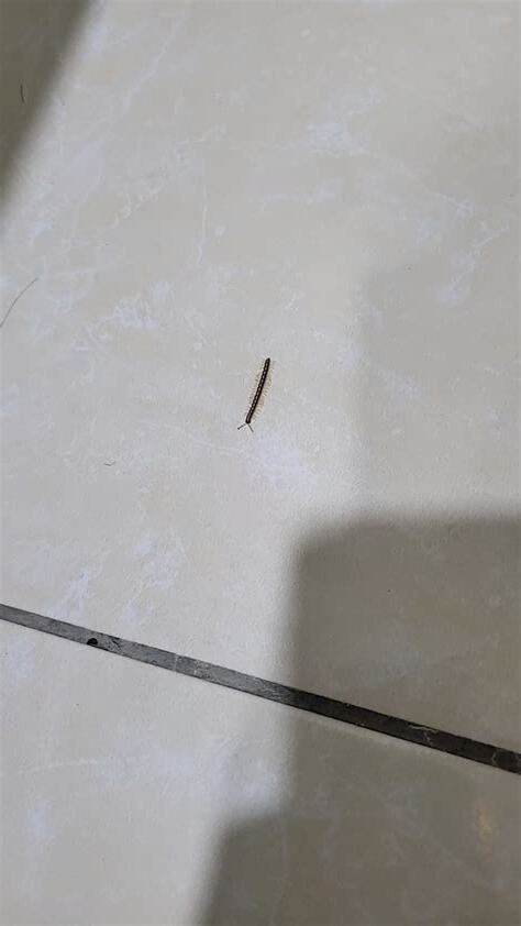 房間突然出現蜈蚣