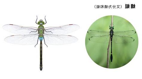 看到蜻蜓代表
