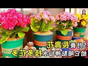 代表長壽的花