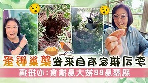 自來雀築巢