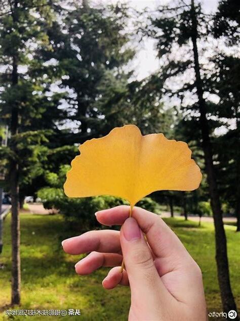 銀杏效果