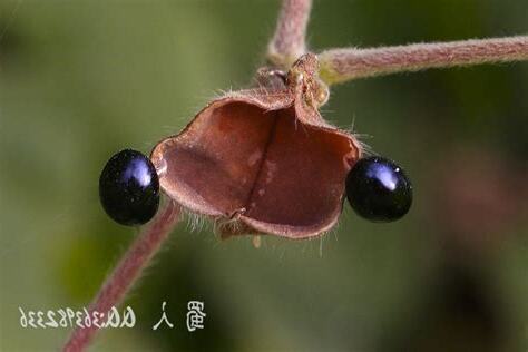 老鼠眼