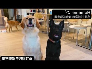 送養意思
