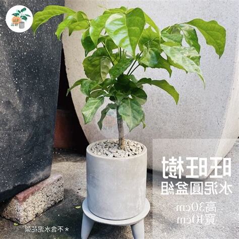 常綠植物盆栽