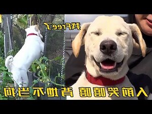 白狗
