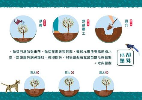 種植步驟圖