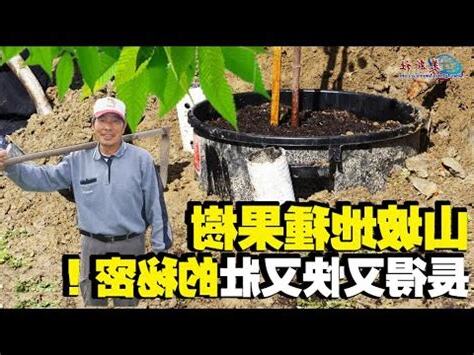 適合南部種植的果樹