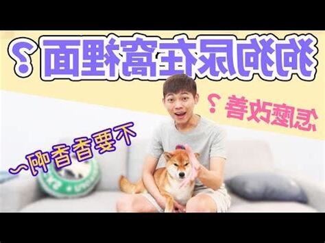 狗狗尿在自己的窩