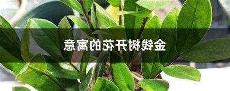 金钱树开花风水