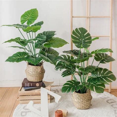 客廳龜背芋