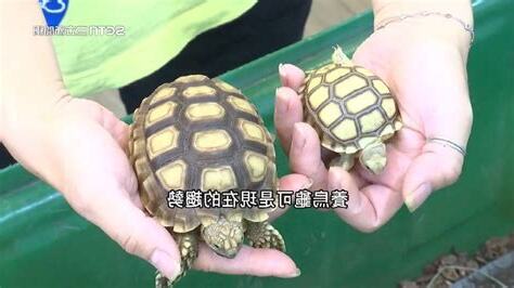 養陸龜禁忌