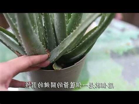 蘆薈種植室內