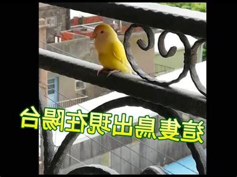 鳥飛來陽台