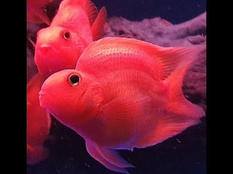血鸚鵡魚