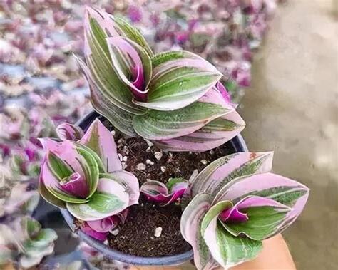 油畫植物