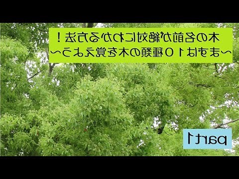 植物樹