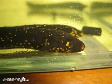 星點肺魚