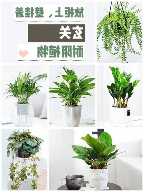 玄關耐陰植物