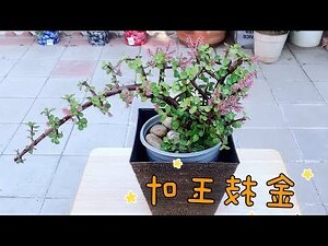 金枝玉叶植物英文