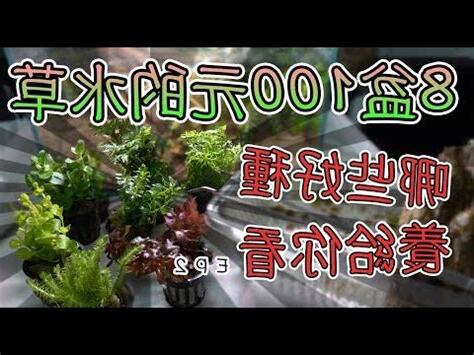 養魚的水草