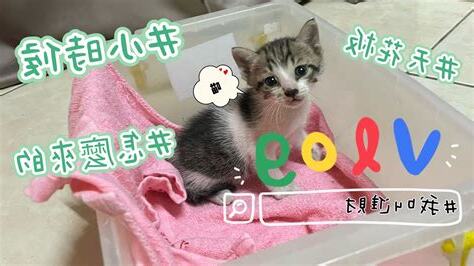 貓跑進家裡怎麼辦