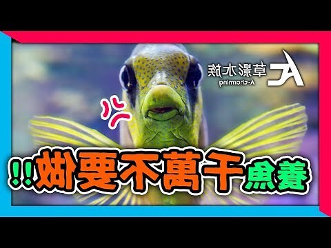 魚缸魚死掉