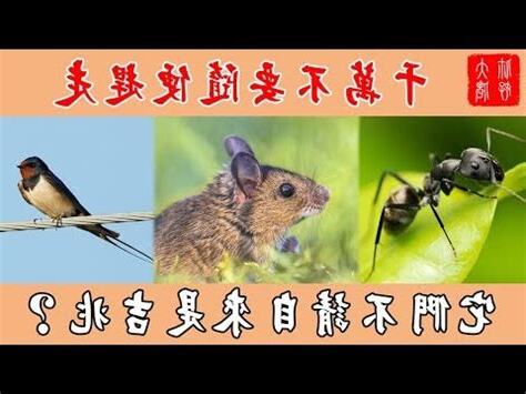 夢見螞蟻成羣