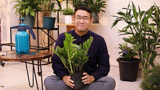 金钱树可以放室外吗