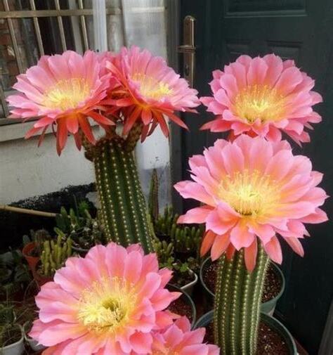 仙人球开花寓意