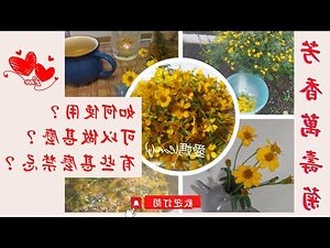芳香萬壽菊禁忌