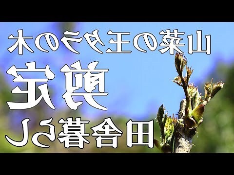 未木