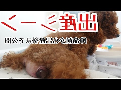 動物胎盤