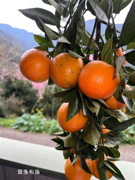橘樹