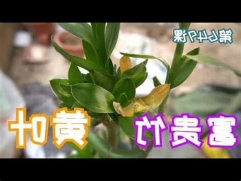 萬年青變黃