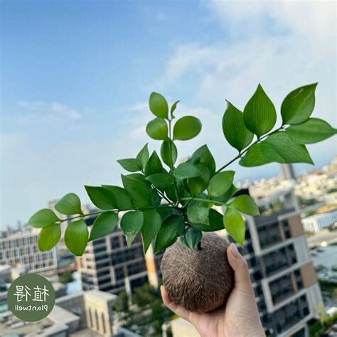 圓葉竹柏風水